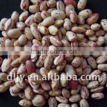 Light Speckled Kidney Bean Round Shape New Crop 2011