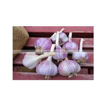 AMAZING STYLE Egyptian Garlic..RED AND WHITE GARLIC