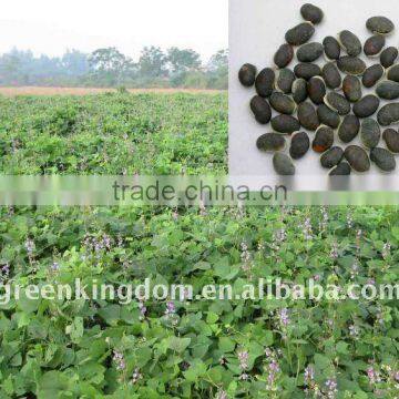 Large Field Breed Lablab Bean Seeds with Legume Green Leaf