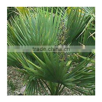 Saw Palmetto Extract Powder