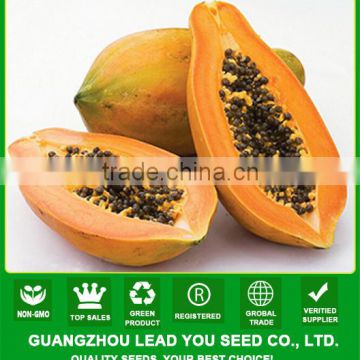 JM01 Giemda early maturity hybrid taiwan papaya seeds price