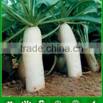 MR01 Baifu small size high yield white radish seeds for sale