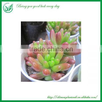 Indoor Ornamental Succulent Plant wholesale