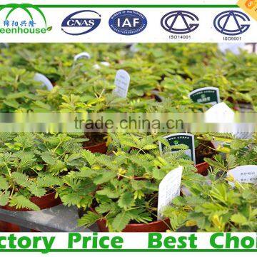 PC Sheet Cover Material and Multi-Span Commercial Greenhouses for Agriculture for Sale photo-5