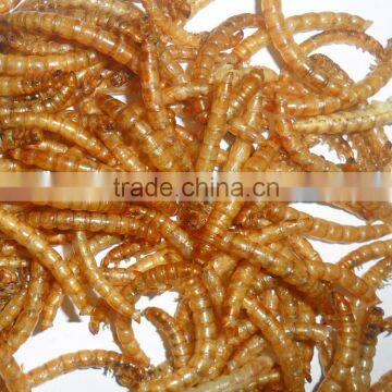 Good quality Pet food yellow mealworms animal feed