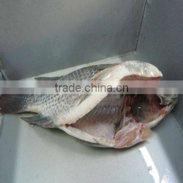 frozen gutted and scaled Tilapia 500-800g