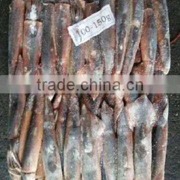 Tropical Fish Exporters of Illex Squid photo-2