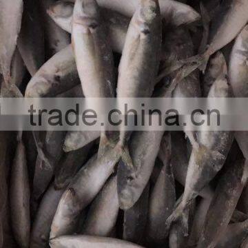 IQF Frozen Horse Mackerel/round Scad photo-2