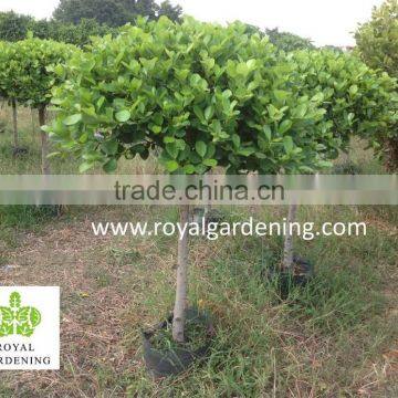 Ficus panda 1 ball ( 1 step) nursery