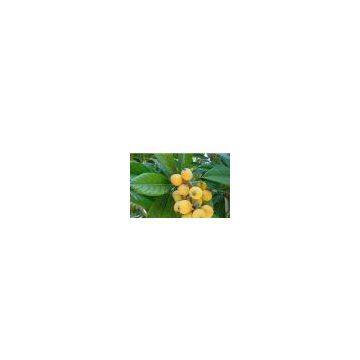 Loquat leaf Extract /loquat leaf p. E