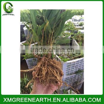 PHYLLOSTACHYS PUBESCENS -- moso bamboo small plant in plastic pots (4)