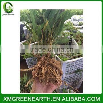 PHYLLOSTACHYS PUBESCENS -- Moso Bamboo Small Plant in Plastic Pots (4)