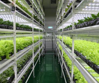 40HQ hydroponic planting system Container lettuce growing in shipping Farm smart Container Farm