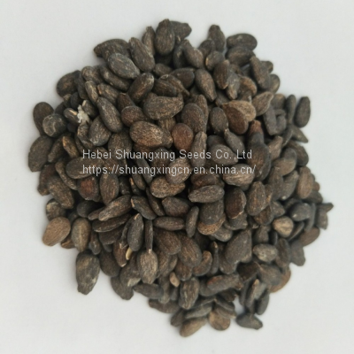 Good Flavor Hybrid Golden Yellow Rind Watermelon Seed photo-3