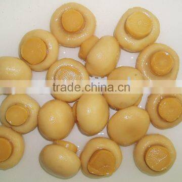 Canned Food,canned Mushroom