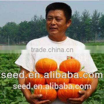 Orange Sun 3 Chinese Orange Skin Thick Flesh Pumpkin Seeds photo-2