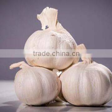 2016FRESH GARLIC photo-5