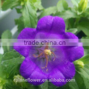 new coming fresh cut purple Windbell flowers to sell