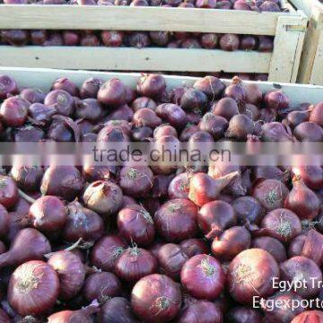 Fresh Red Onion