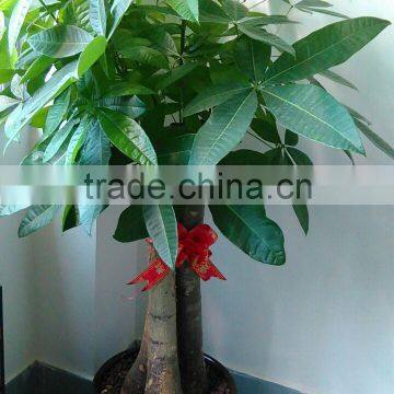 80cm Pachira Five Braided Tree Birng Luck Pachira Houseplant Bonsai