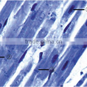 Otot Jantung Mamalia microslides,types of microscope slides