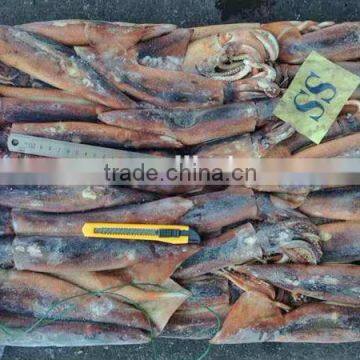 frozen illex argentinus squid types of seafood