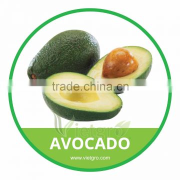 HIGH QUALITY FRESH SHEPARD AVOCADO // ALLIGATOR PEAR