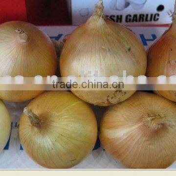 yellow onion