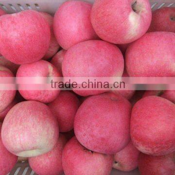 fresh qinguan apple 100-113-125 packed 20 kg carton