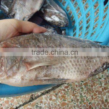 new arrival Frozen Gutted Black Tilapia