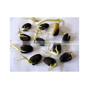 2015 Newly Jatropha seeds for planting