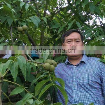 Best Products on Changlin Walnut Kernel Wholesale photo-2
