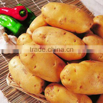 China Fresh Potato in Hot Sale photo-5