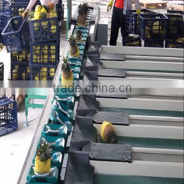 Pineapple Grading Machine Sorter Grader