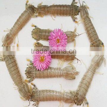 Mantis Shrimp photo-2