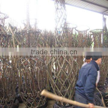 Lagerstroemia Indicadragon and Phoenix and Bottle Shape Trees