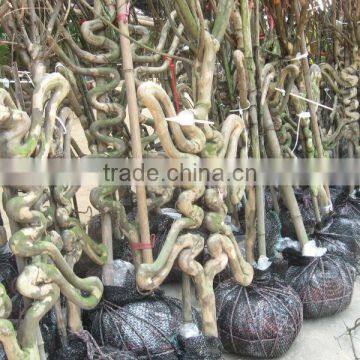 Lagerstroemia Indica Tree Different Shape Packing and Loading