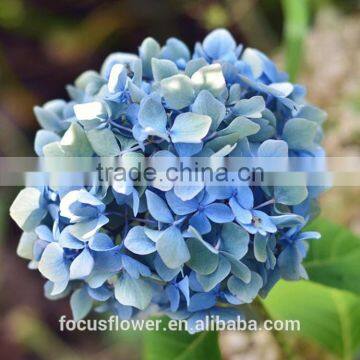 Wholesale Fresh Organic Decorative Flower Cut Fresh Hydrangea Flower From Kunming