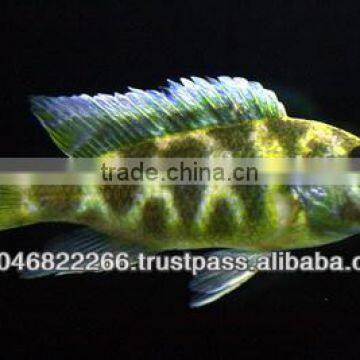 Cichlid Fish Farm for Sale and Export photo-3
