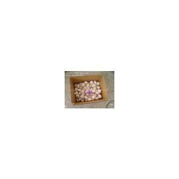 China White Garlic 5.0cm photo-2