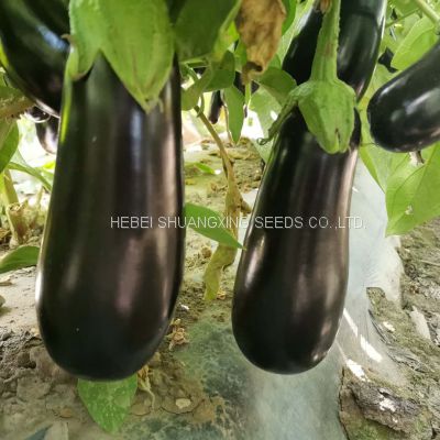 High germination hybrid eggplant seeds long aubergine seeds