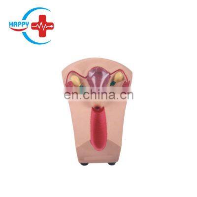 HC-S317 Female contraceptive model intrauterine contraception and training model/intrauterine device model