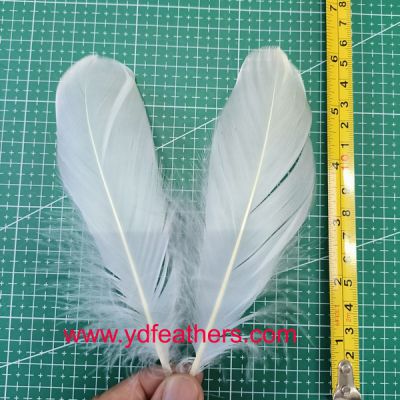 White Goose Nagoires Feather From China For Wholesale