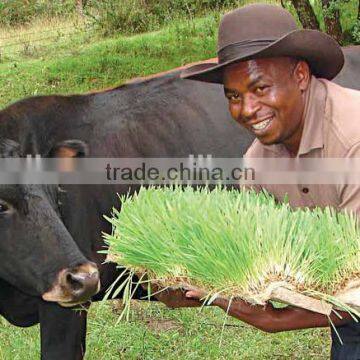 Automatic Soilless Cultivation Seeds Grains Sprouting Machine for Growing Livestock,animal,cattle,sheep Fodder photo-2