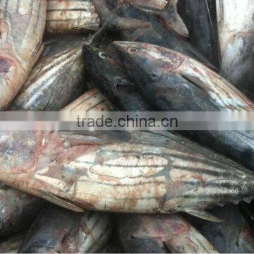 new fish seafrozen skipjack tuna WR