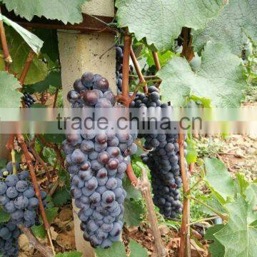 Chinese Fresh Black Globe Grape photo-5