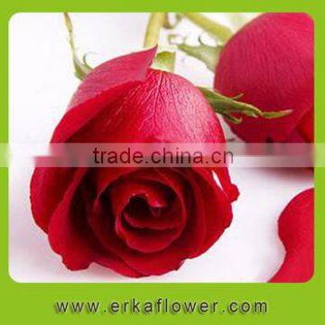 Lady Favorite Hot Sale High Quality Bud of Rose Fresh Cut Flower Find Buyers in Foreign Country
