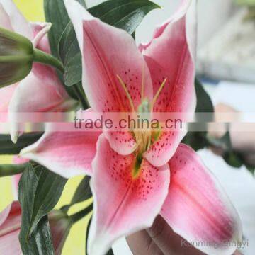 Kunming Fresh cut flowers Pink color Oriental Hybrid lily