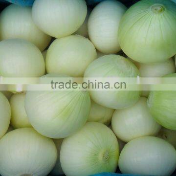 Good Quality of Fresh Yellow Onion