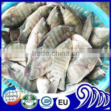 High Quality Seafood Product Red and Black Frozen Tilapia